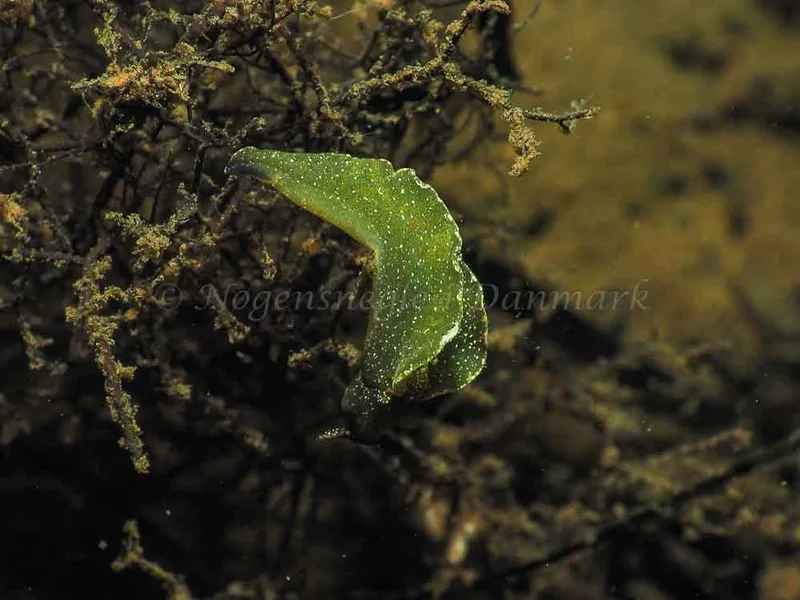 Elysia viridis - Kollund Mole - Foto: Jens Egon Jørgensen