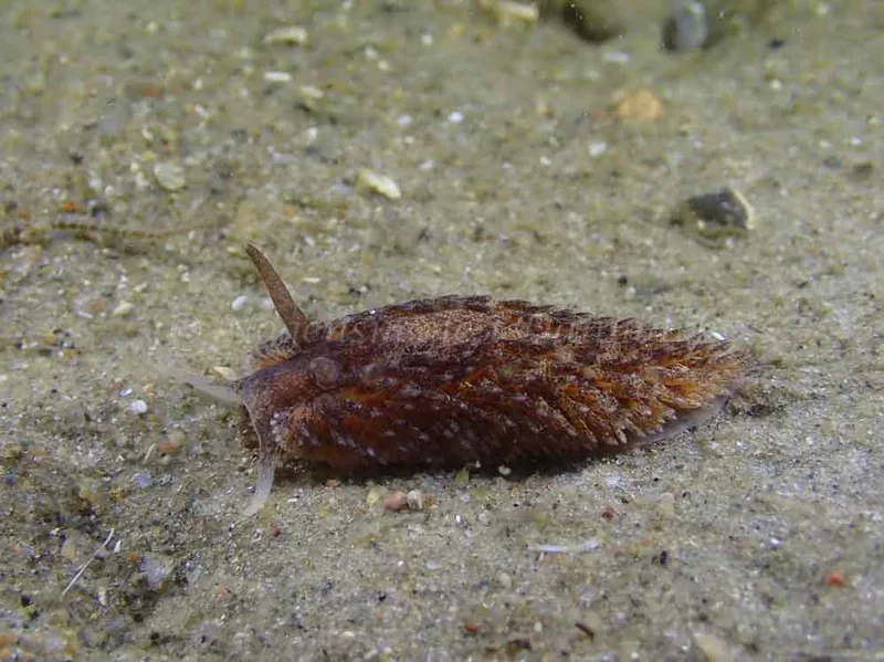 Aeolidia papillosa - Molslinjen Mole, Aarhus Ø - Foto: Per Søndergaard