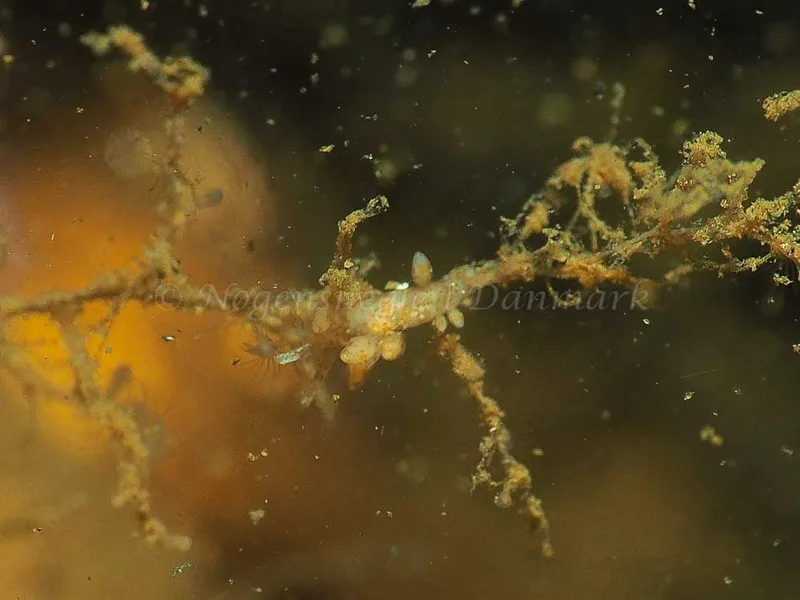 Eubranchus rupium - Kollund Lillestrand - Foto: Jens Egon Jørgensen