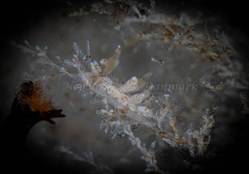 Eubranchus rupium - Dragsmur, Ebeltoft Vig - Foto: Henrik Obsen