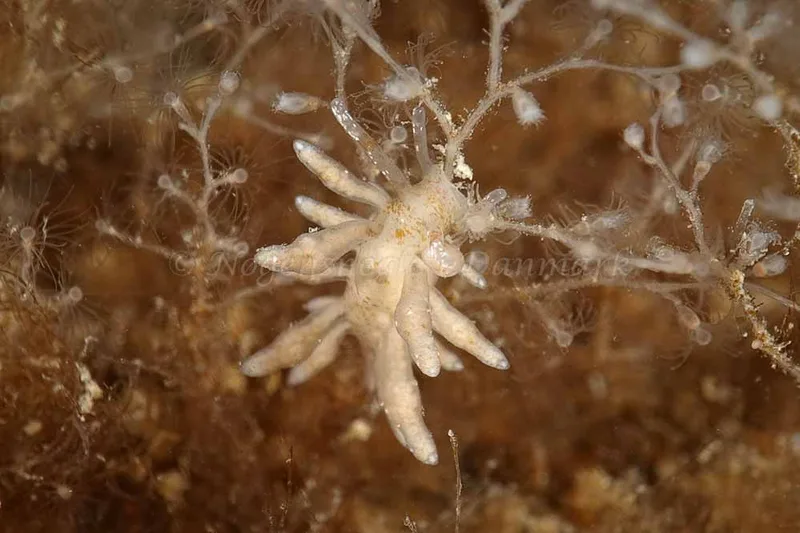 Eubranchus rupium - Molslinjen Mole, Aarhus Ø - Foto: Klaus Kevin Kristensen