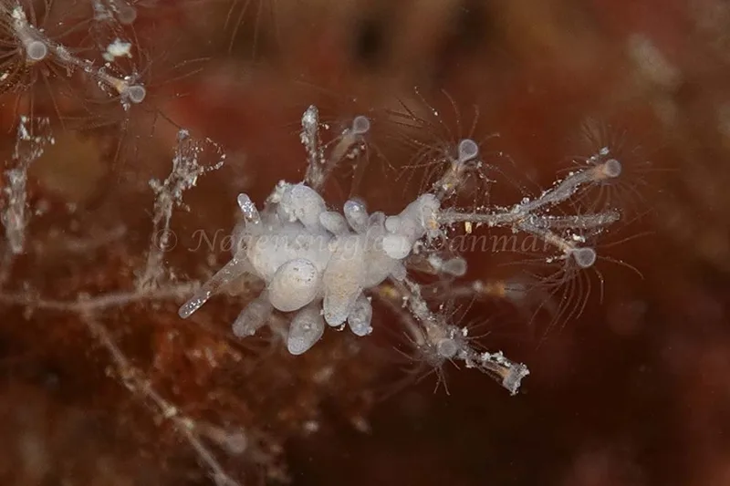 Eubranchus rupium - Molslinjen Mole, Aarhus Ø - Foto: Klaus Kevin Kristensen