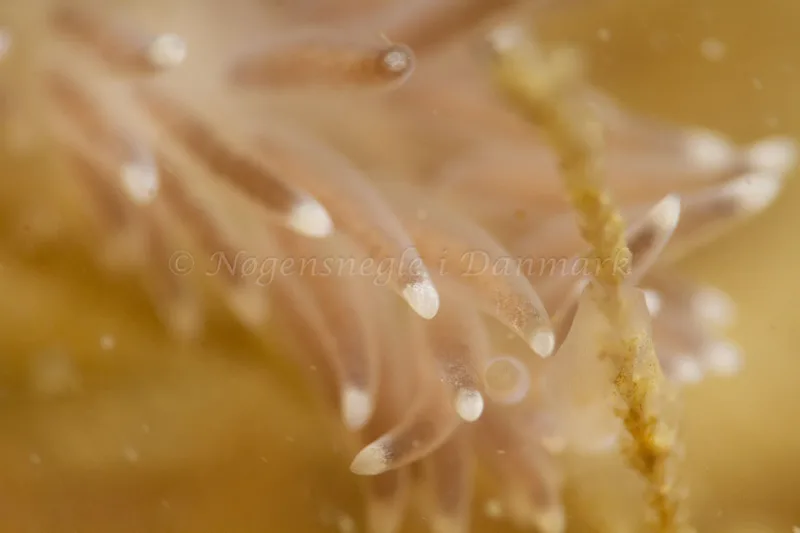 Cuthonella concinna - Ammoniakhavnen - Foto: Kim Sørensen