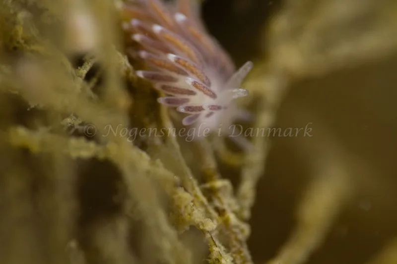 Cuthonella concinna - Ammoniakhavnen - Foto: Kim Sørensen