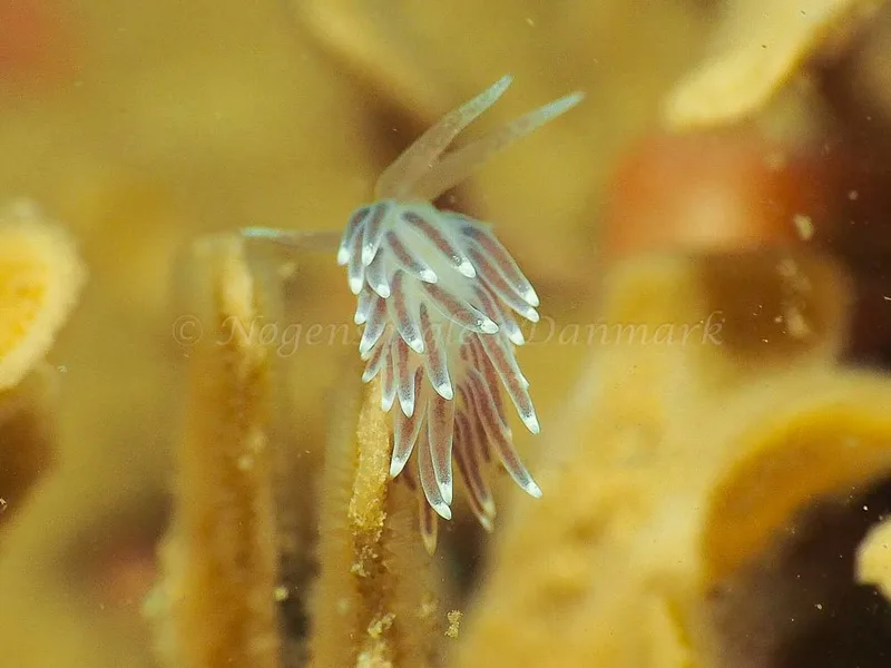 Cuthonella concinna - Ammoniakhavnen - Foto: Jens Egon Jørgensen