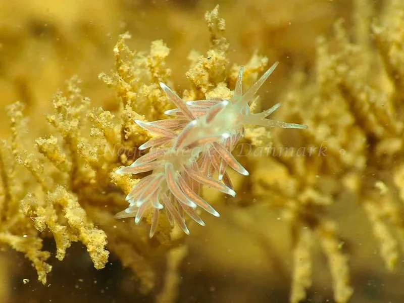 Cuthonella concinna - Ammoniakhavnen - Foto: Jens Egon Jørgensen
