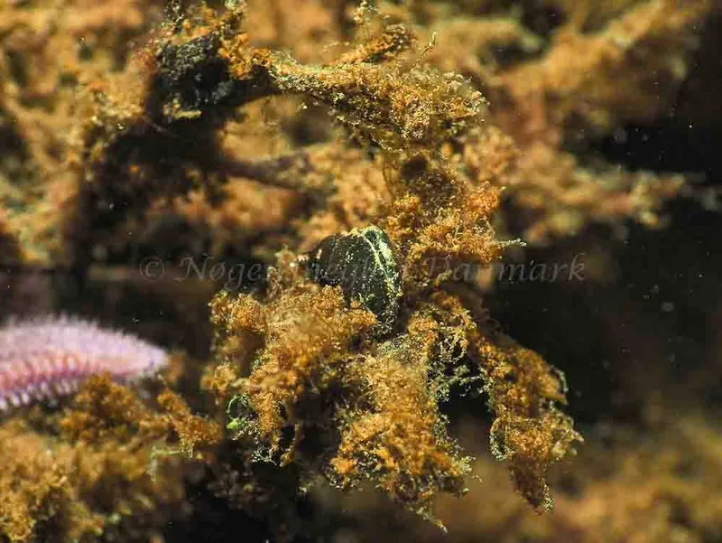 Elysia viridis - Sønderhav Strand - Foto: Jens Egon Jørgensen