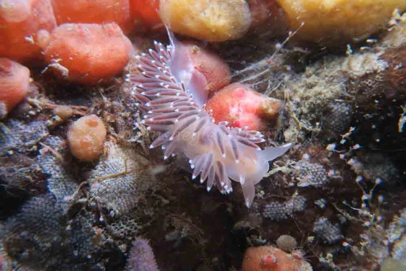 Coryphella verrucosa - Ammoniakhavnen - Foto: HP Ølgaard