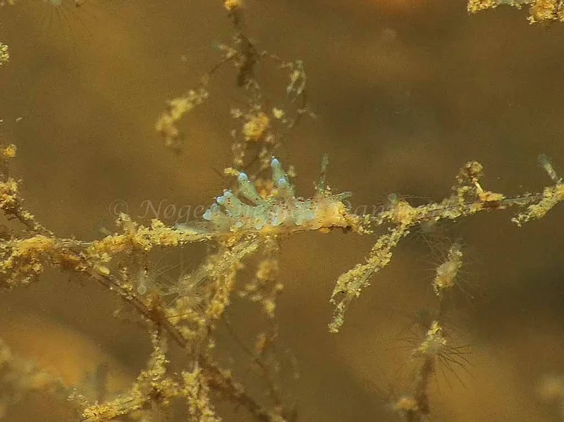 Eubranchus rupium - Kollund Mole - Foto: Jens Egon Jørgensen