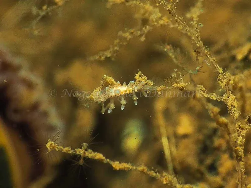 Eubranchus rupium - Kollund Mole - Foto: Jens Egon Jørgensen