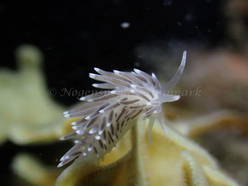 Cuthonella concinna - Ammoniakhavnen - Foto: Laurits Larsen