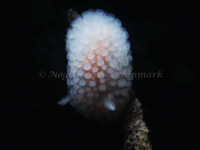 Onchidoris muricata - Tjærepletten - Foto: HP Ølgaard