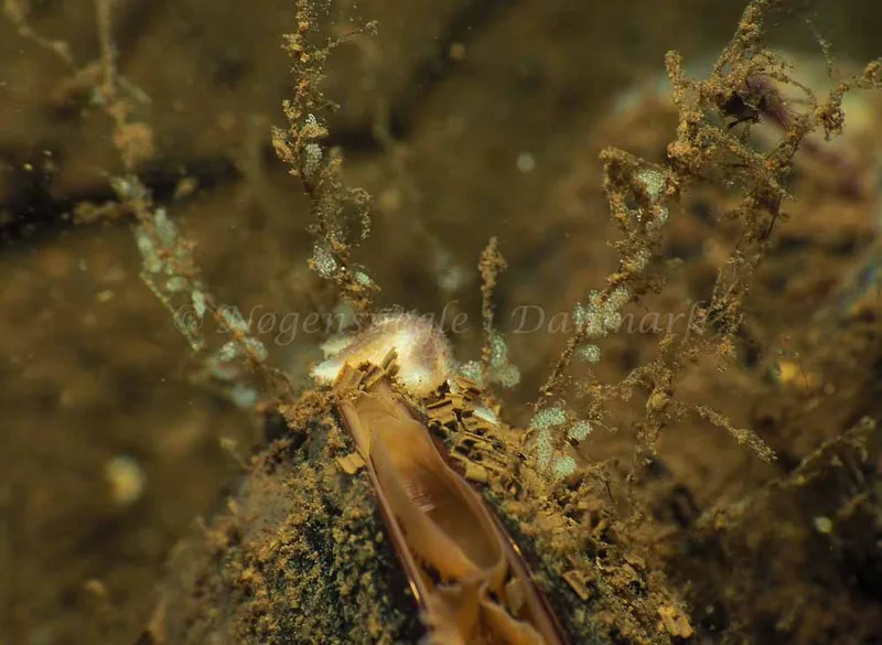 Eubranchus rupium - Kollund Mole - Foto: Jens Egon Jørgensen