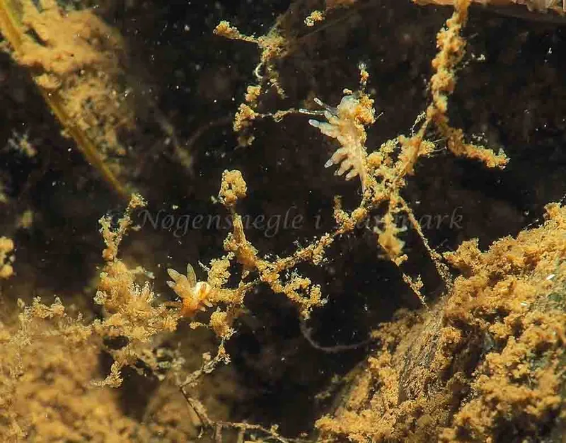 Eubranchus rupium - Kollund Mole - Foto: Jens Egon Jørgensen