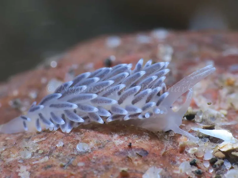 Cuthonella concinna - Søbadet - Foto: HP Ølgaard