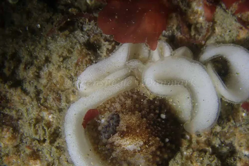 Onchidoris bilamellata - Molslinjen Mole, Aarhus Ø - Foto: Bjarne B. Karlson