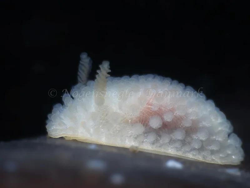 Onchidoris muricata - Ammoniakhavnen - Foto: HP Ølgaard
