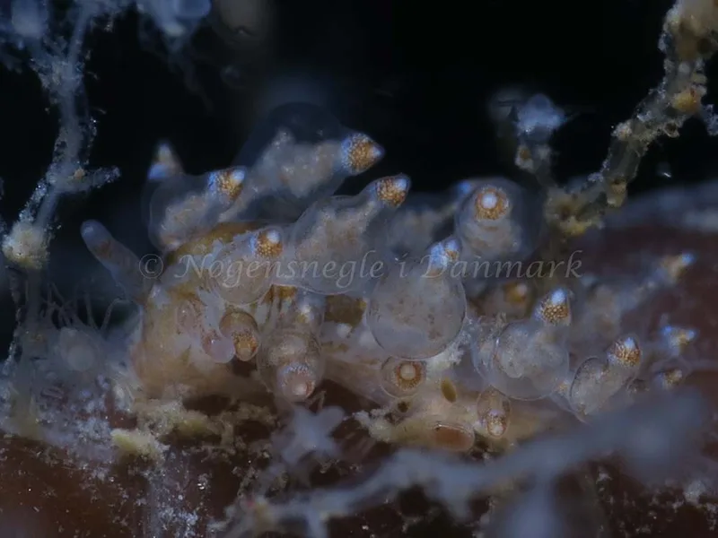 Eubranchus scintillans - Ammoniakhavnen - Foto: HP Ølgaard