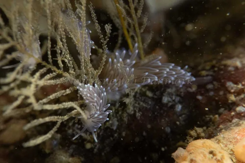 Cuthonella concinna - Ammoniakhavnen - Foto: Kim Sørensen