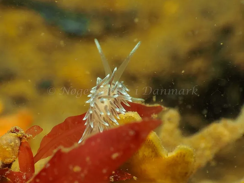 Cuthonella concinna - Lyngsbo Strand - Foto: Jens Egon Jørgensen
