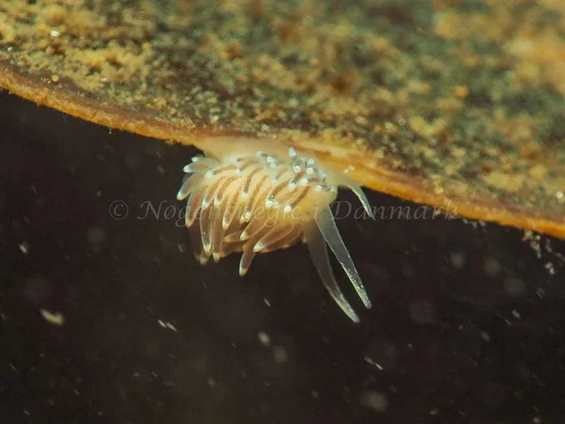 Cuthonella concinna - Ammoniakhavnen - Foto: Jens Egon Jørgensen