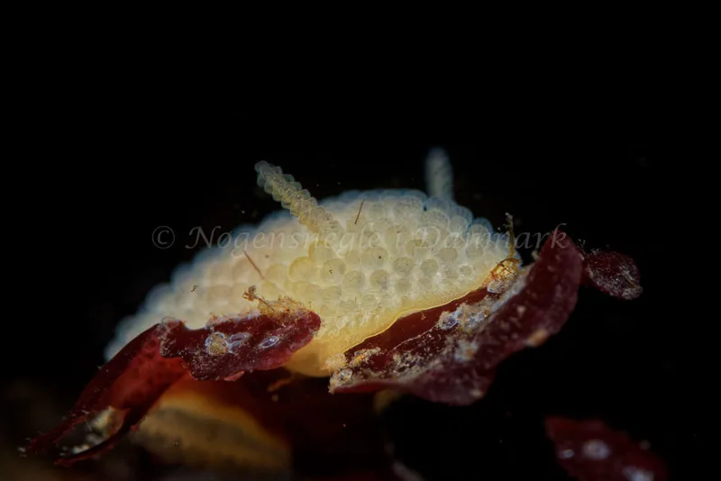 Onchidoris muricata - Søbadet - Foto: Oliver Bargheer