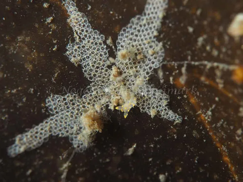 Polycera quadrilineata - Trykkerdammen - Foto: Elias Rasmussen