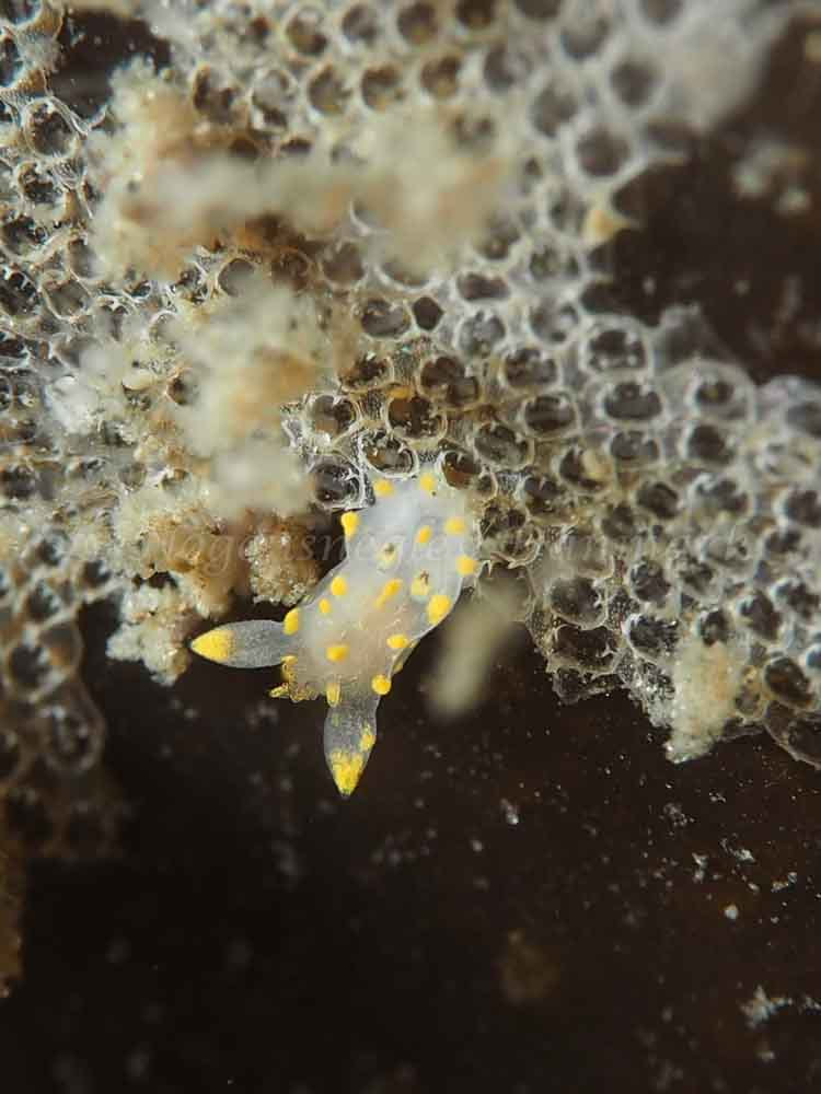 Polycera quadrilineata - Trykkerdammen - Foto: Elias Rasmussen