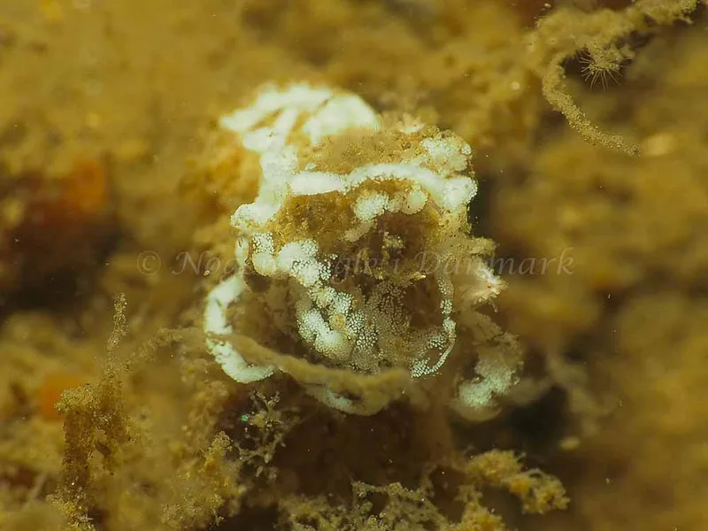 Facelina bostoniensis - Teglværkshavnen - Foto: Jens Egon Jørgensen