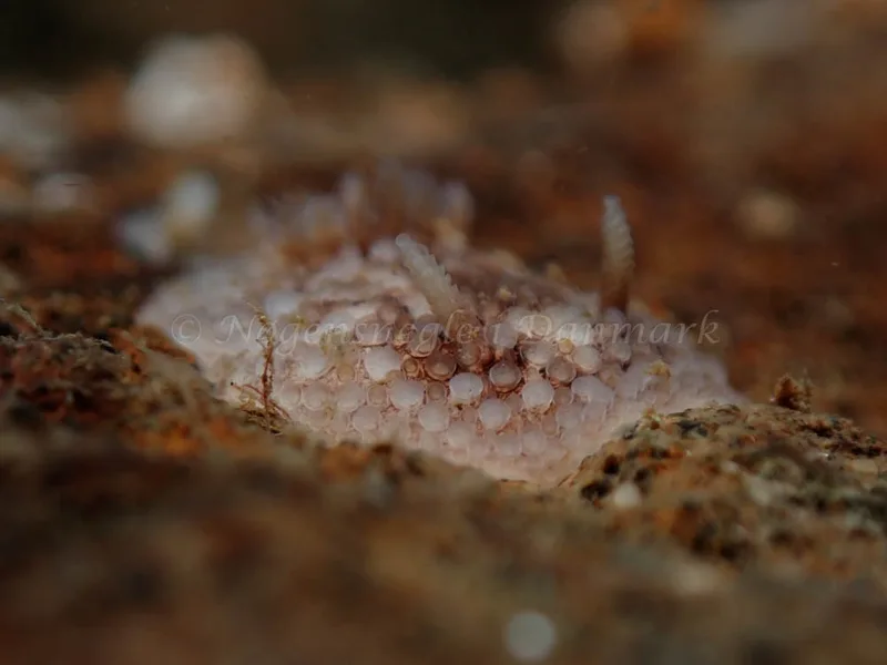 Onchidoris bilamellata - Lyngsbo Strand - Foto: Kim Sørensen