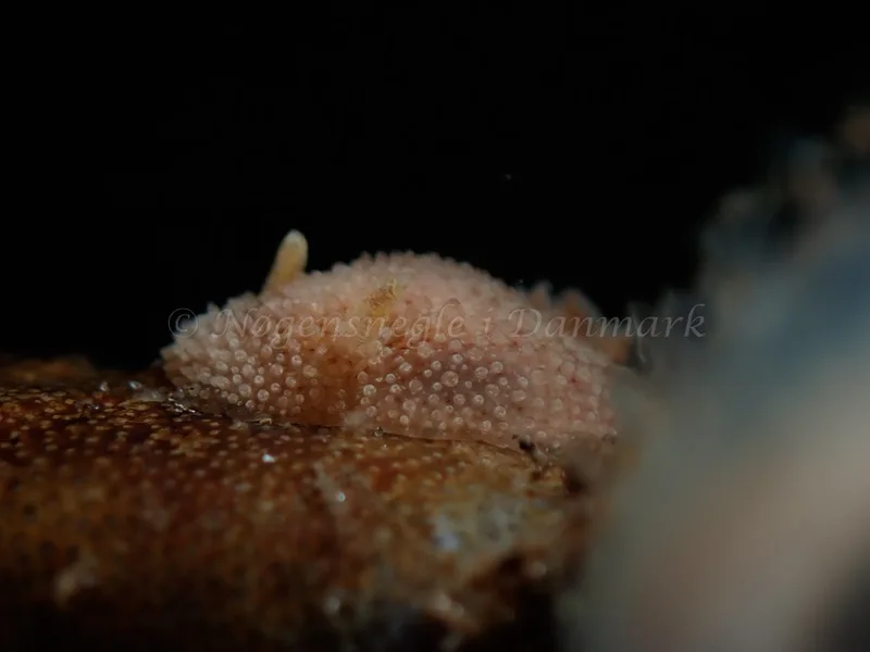Acanthodoris pilosa - Lyngsbo Strand - Foto: Kim Sørensen