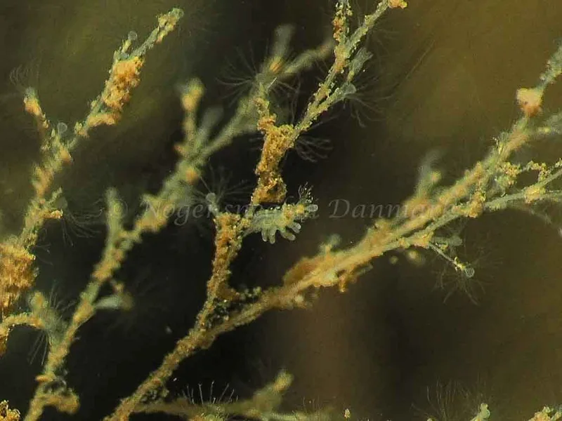 Eubranchus rupium - Kollund Mole - Foto: Jens Egon Jørgensen