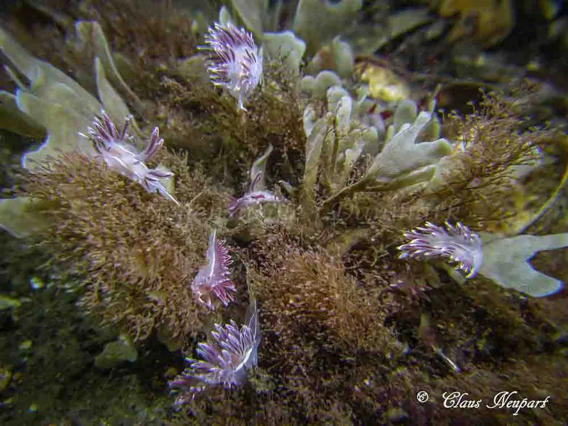 Coryphella monicae - Tjærepletten - Foto: Claus Neupart