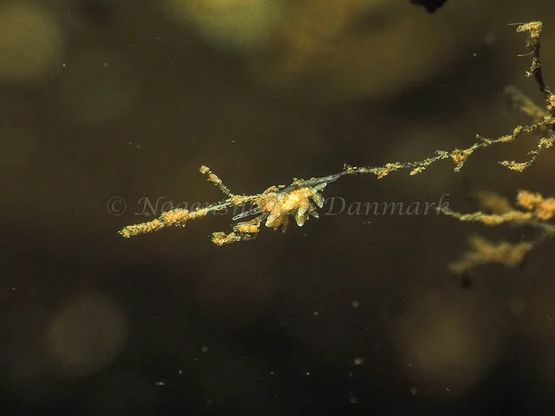 Eubranchus rupium - Kollund Mole - Foto: Jens Egon Jørgensen