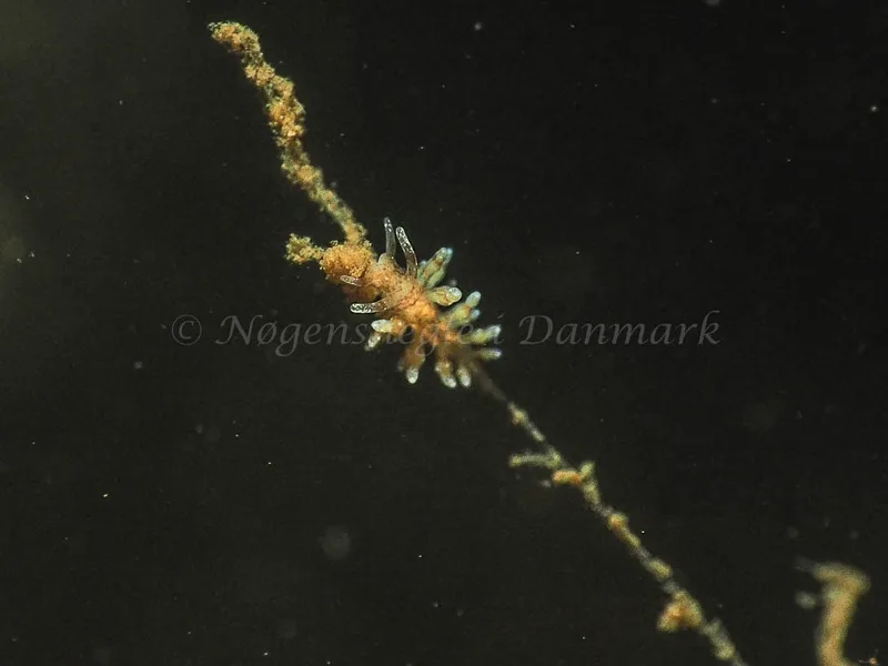 Eubranchus rupium - Kollund Mole - Foto: Jens Egon Jørgensen