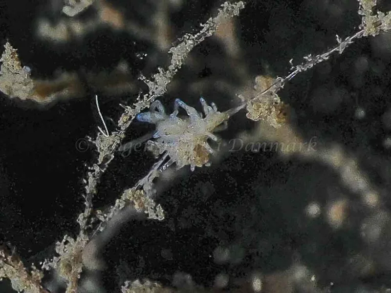 Eubranchus rupium - Kollund Mole - Foto: Jens Egon Jørgensen