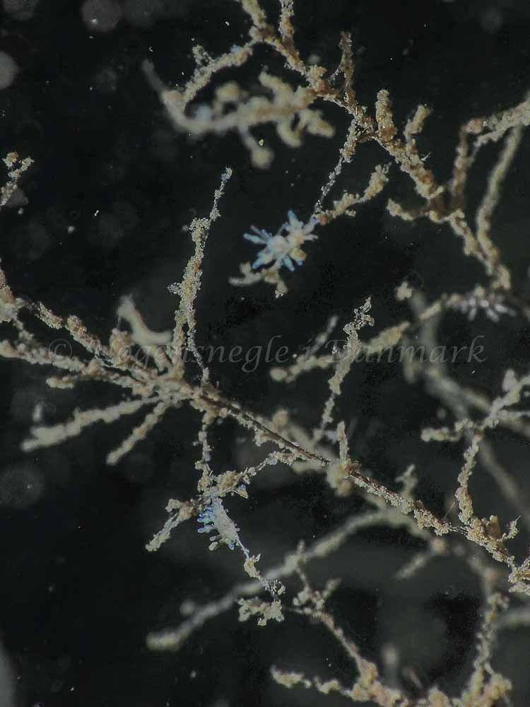 Eubranchus rupium - Kollund Mole - Foto: Jens Egon Jørgensen