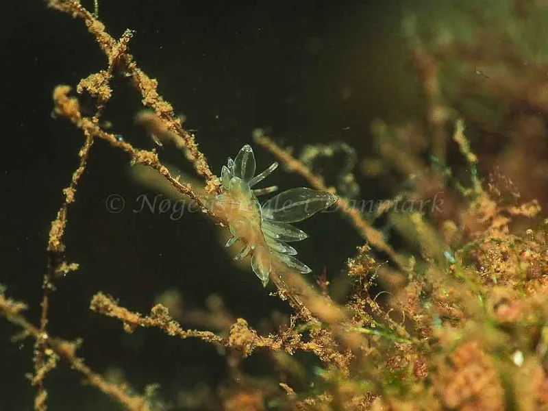 Amphorina viriola - Kollund Mole - Foto: Jens Egon Jørgensen