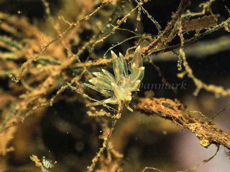 Amphorina viriola - Kollund Mole - Foto: Jens Egon Jørgensen