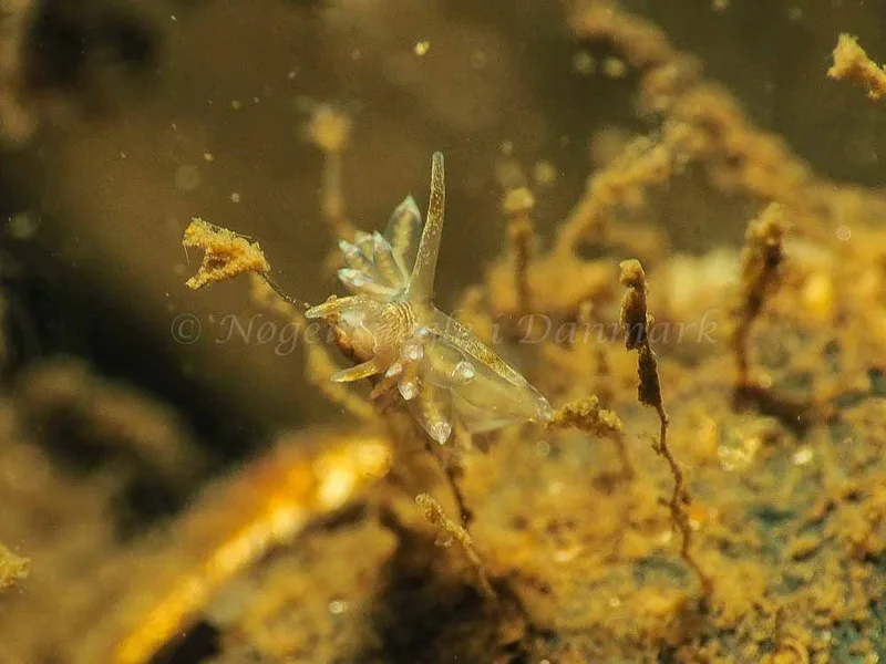 Amphorina viriola - Kollund Mole - Foto: Jens Egon Jørgensen