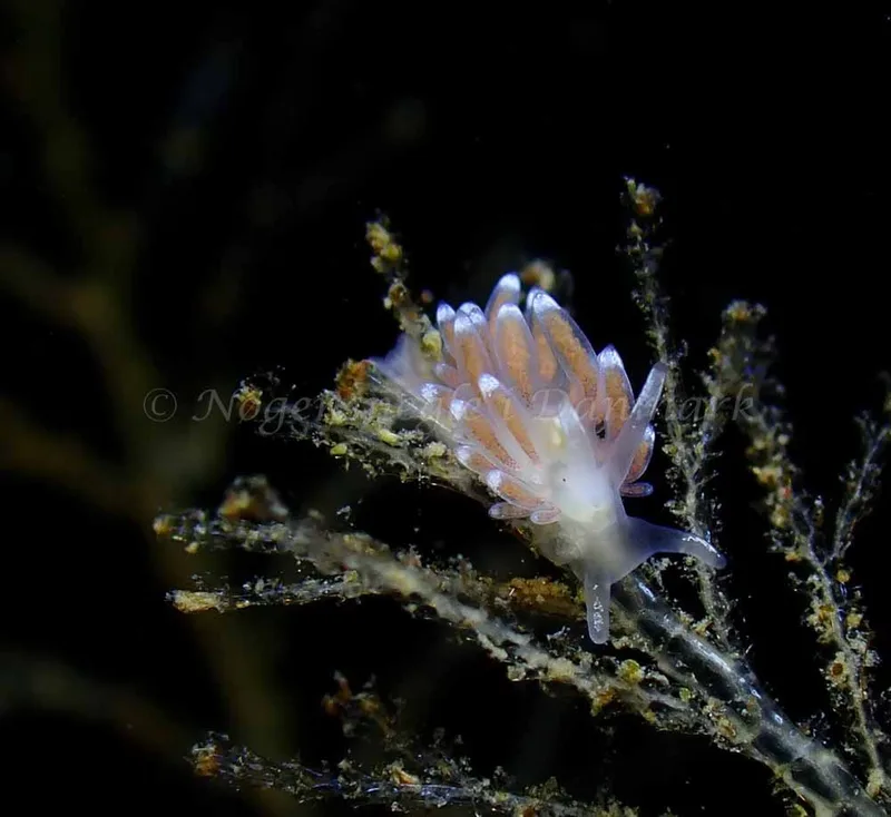 Cuthonella concinna - Ammoniakhavnen - Foto: Ivar Albertsen