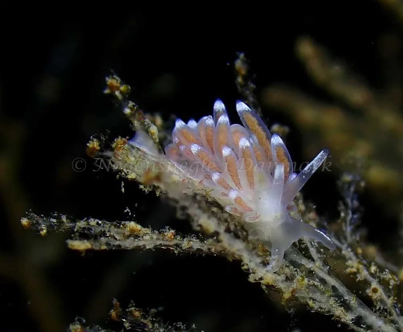 Cuthonella concinna - Ammoniakhavnen - Foto: Ivar Albertsen