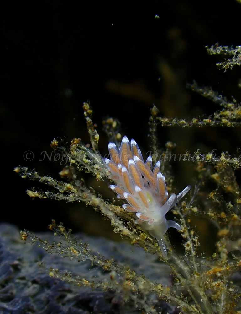 Cuthonella concinna - Ammoniakhavnen - Foto: Ivar Albertsen