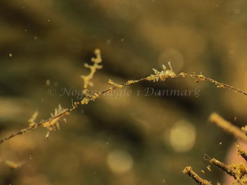 Eubranchus scintillans - Kollund Mole - Foto: Jens Egon Jørgensen