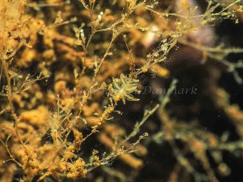 Amphorina viriola - Kollund Mole - Foto: Jens Egon Jørgensen
