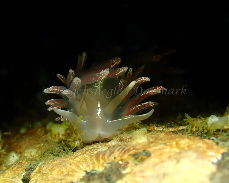 Coryphella monicae - Ammoniakhavnen - Foto: Ivar Albertsen