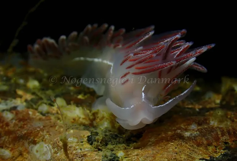 Coryphella monicae - Ammoniakhavnen - Foto: Ivar Albertsen