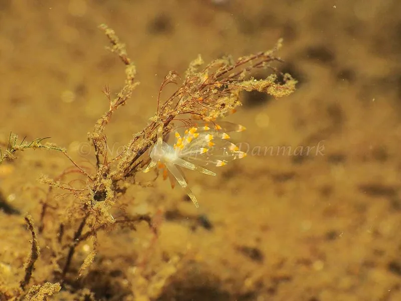 Amphorina viriola - Kollund Mole - Foto: Jens Egon Jørgensen