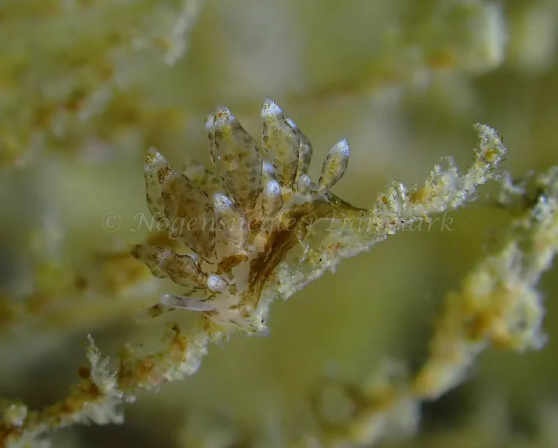 Eubranchus scintillans - Ammoniakhavnen - Foto: Ivar Albertsen