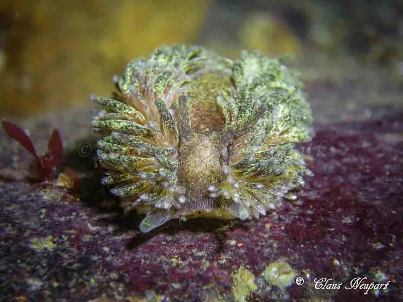 Aeolidia papillosa - Søbadet - Foto: Claus Neupart